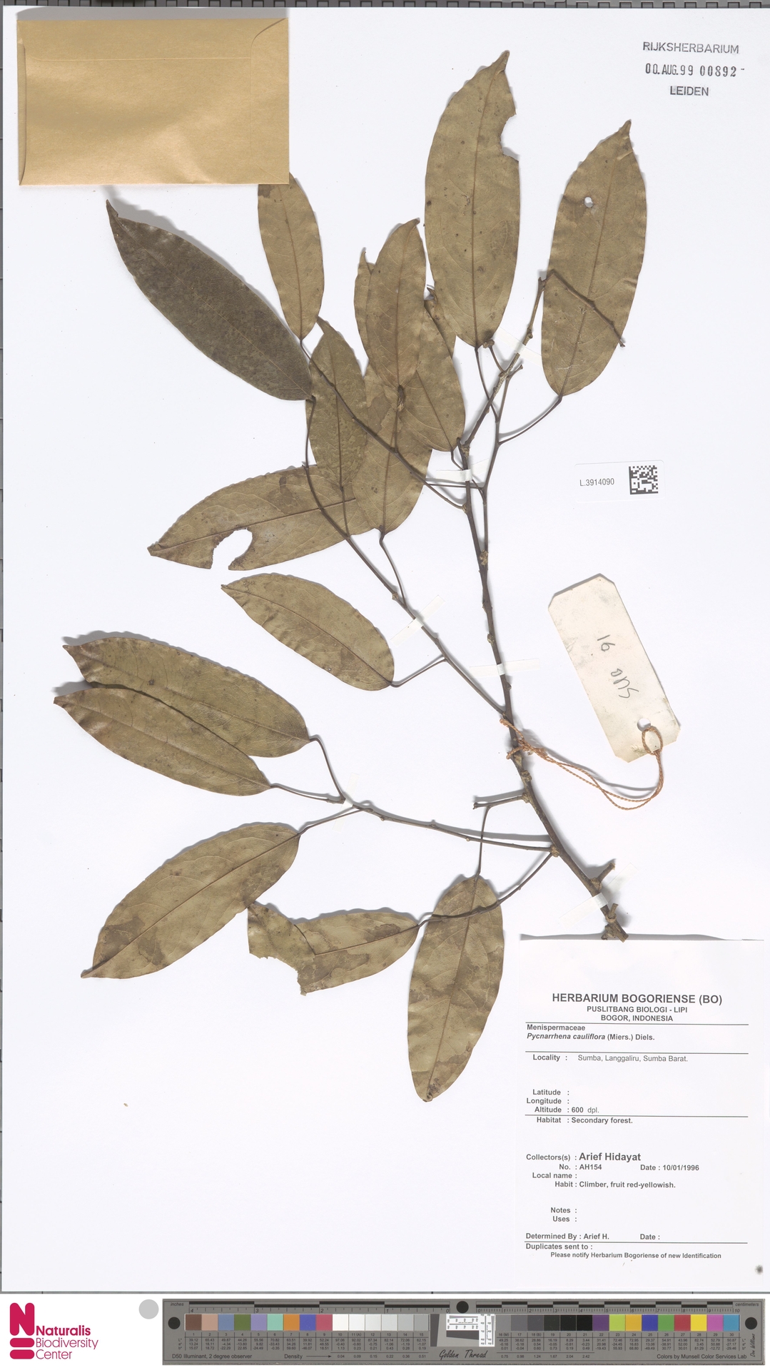 Pycnarrhena longifolia