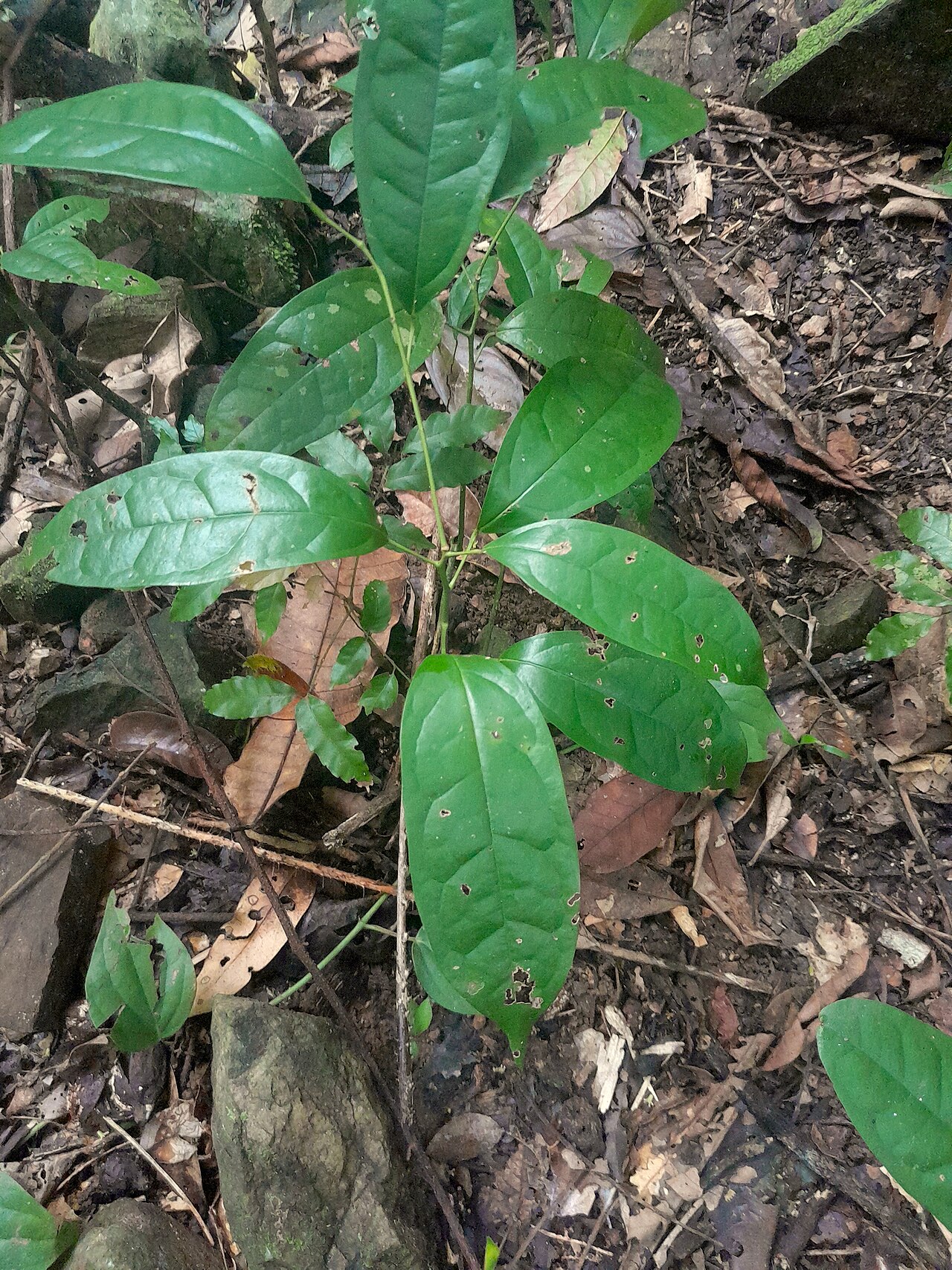 Pycnarrhena novoguineensis