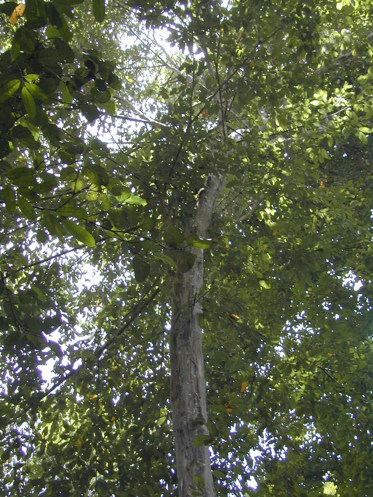 Quararibea stenophylla