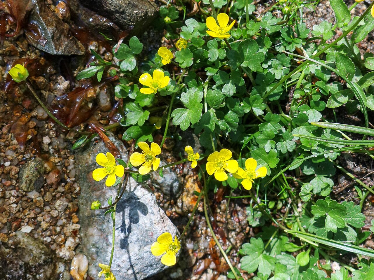 Ranunculus marschlinsii