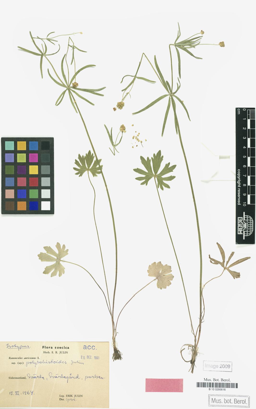 Ranunculus polyschistoides
