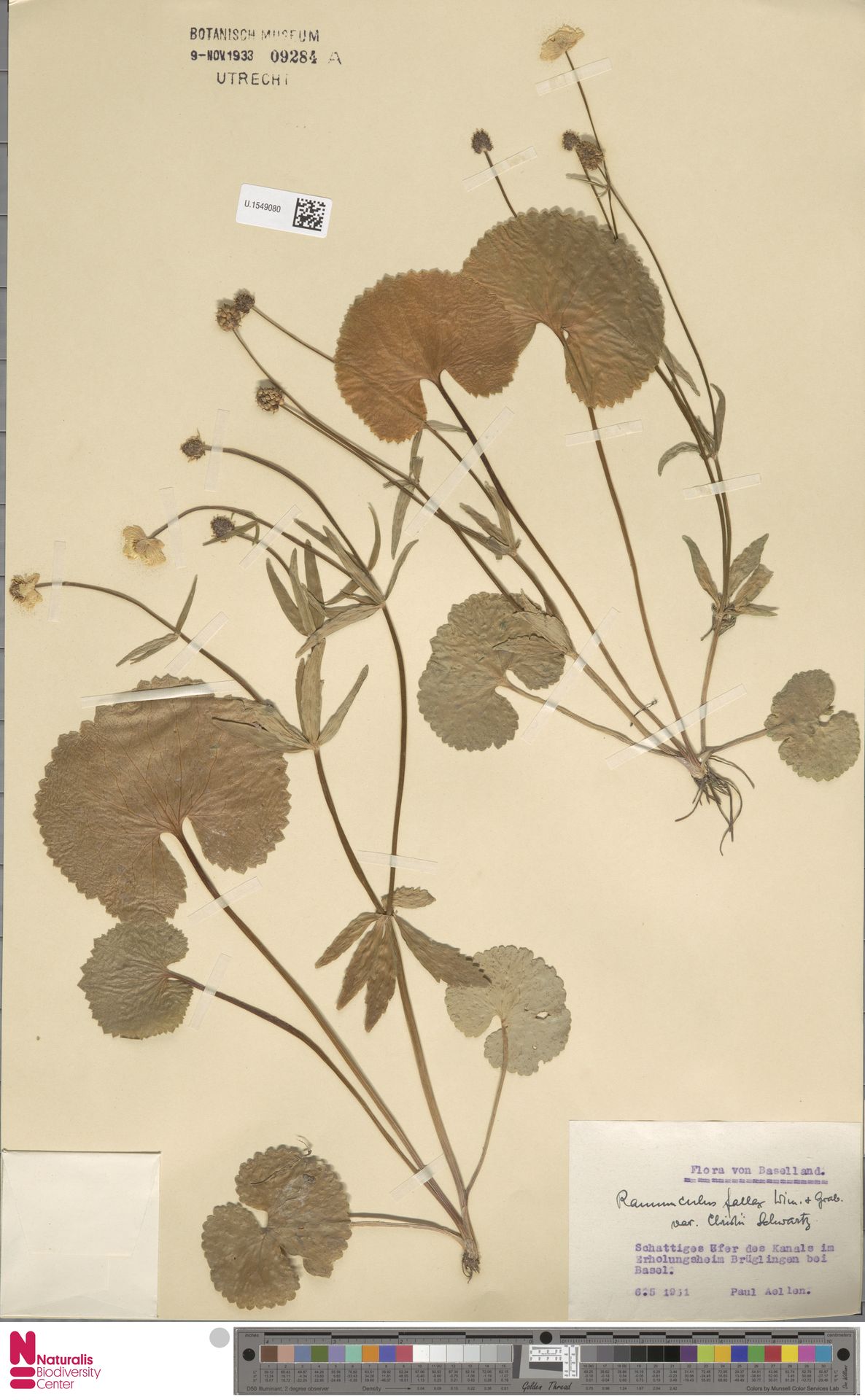 Ranunculus pseudocassubicus