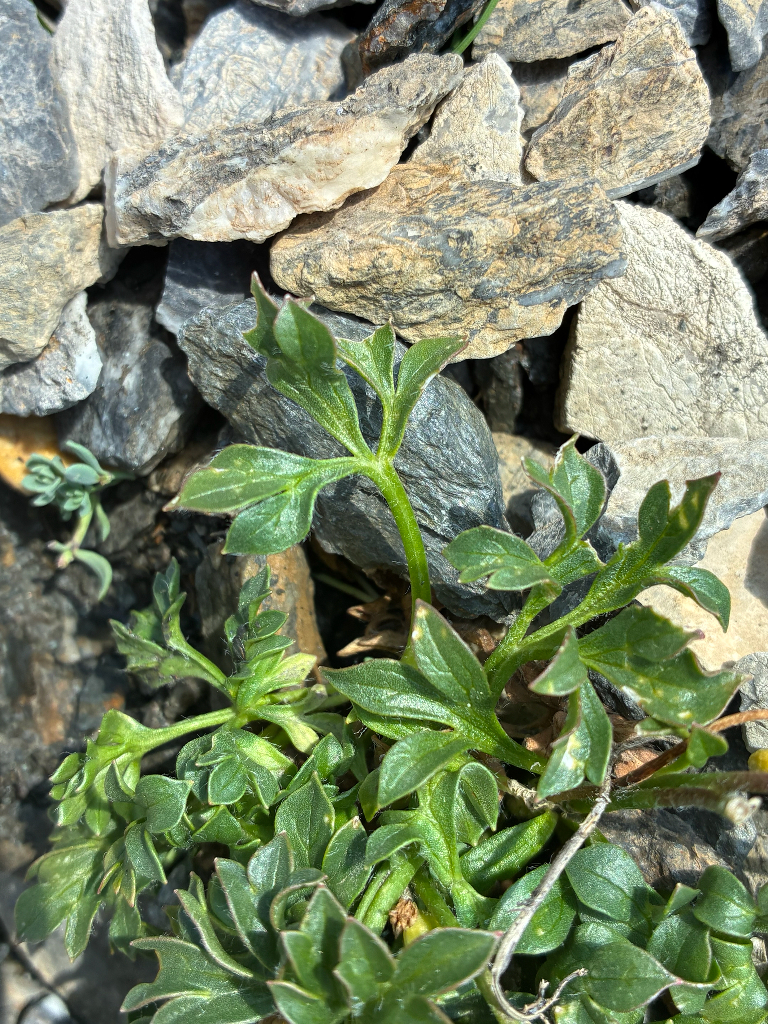 Ranunculus seguieri