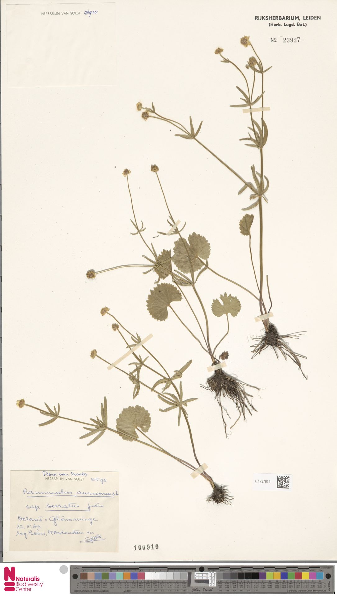 Ranunculus serratus
