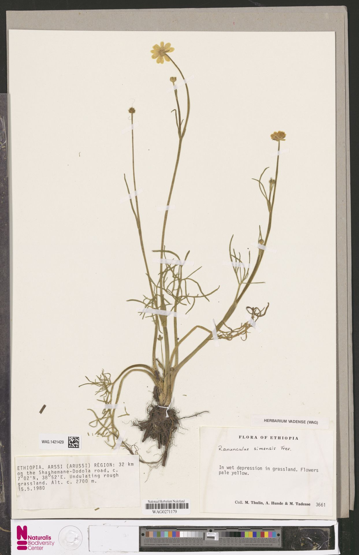Ranunculus simensis