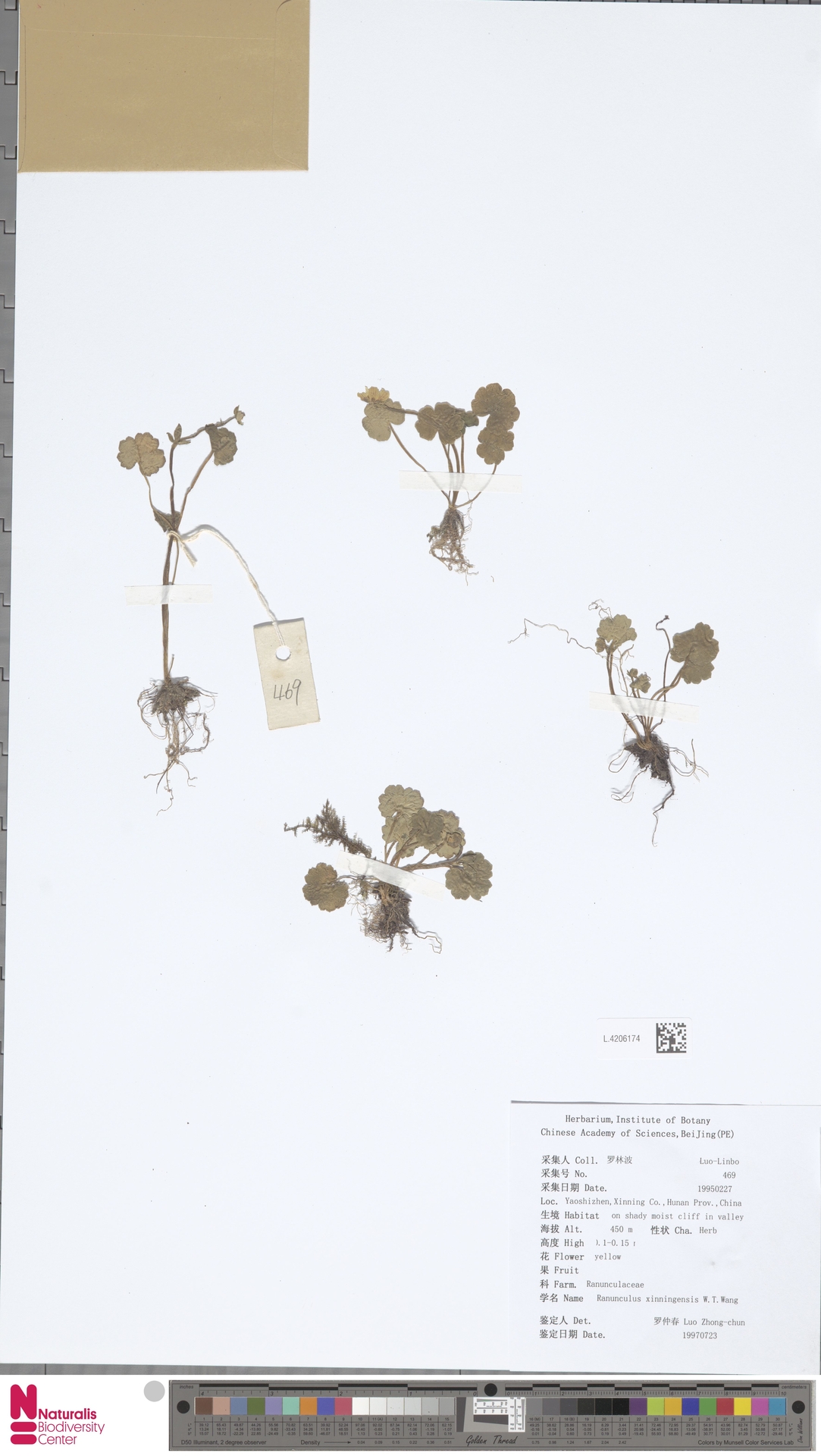 Ranunculus xinningensis