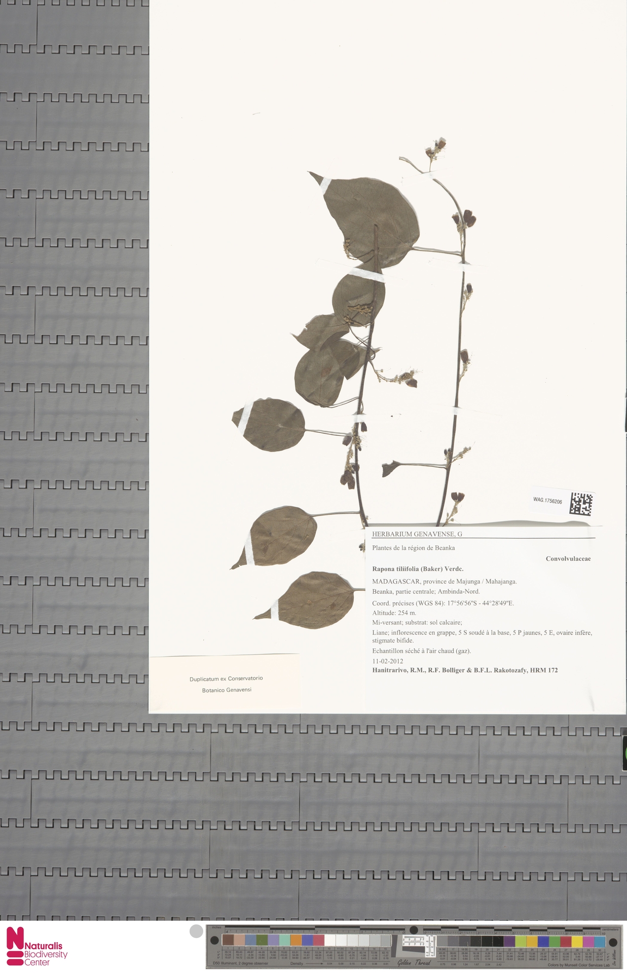 Rapona tiliifolia