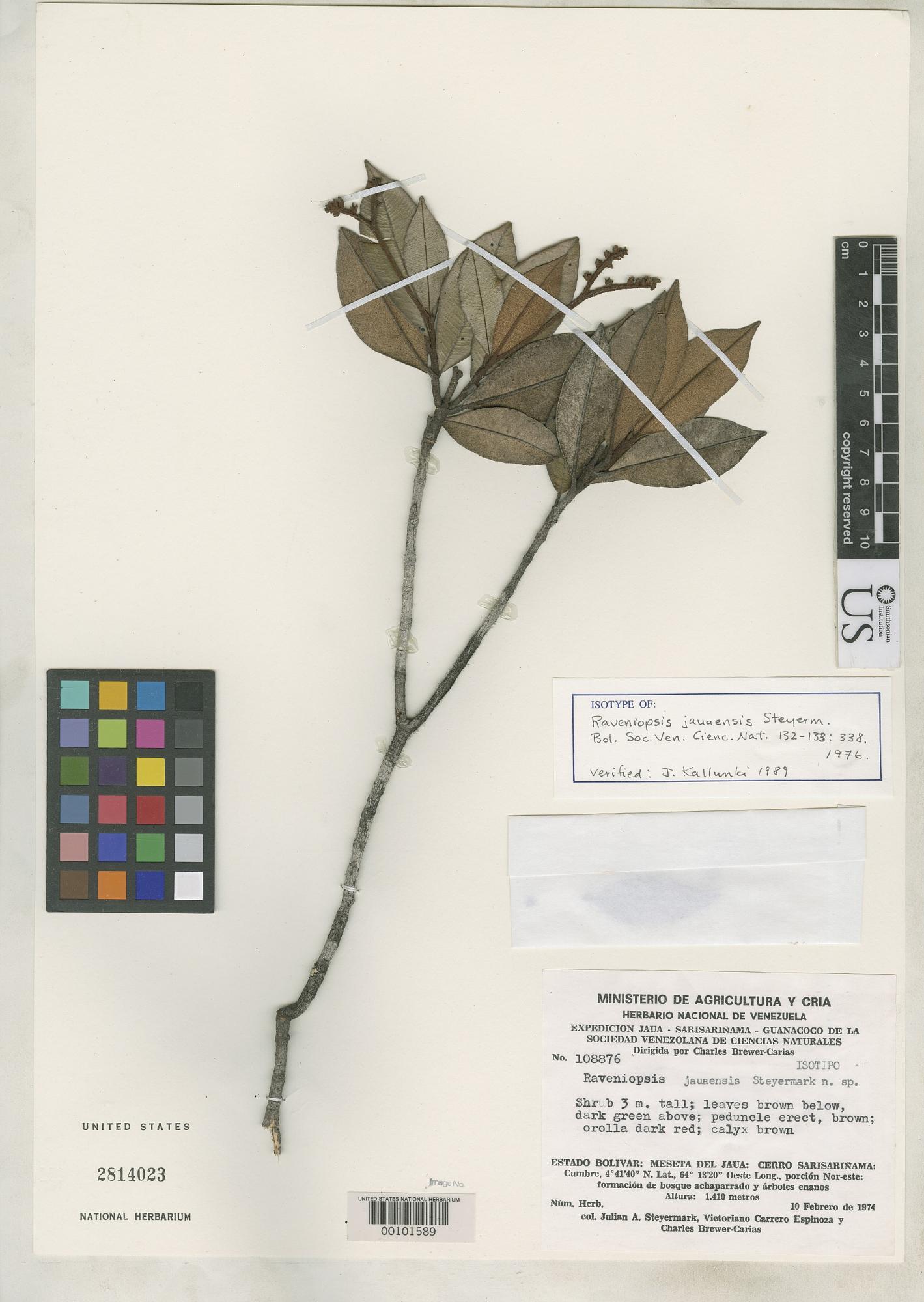 Raveniopsis jauaensis