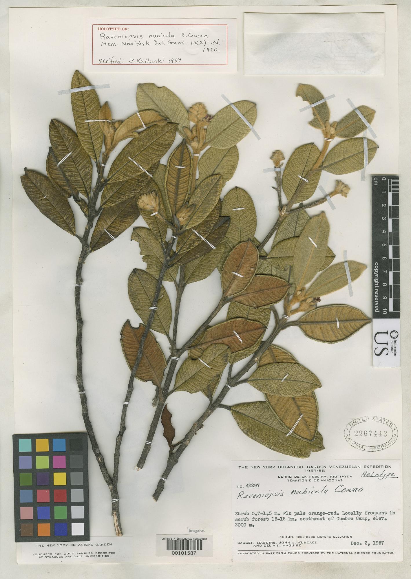 Raveniopsis nubicola