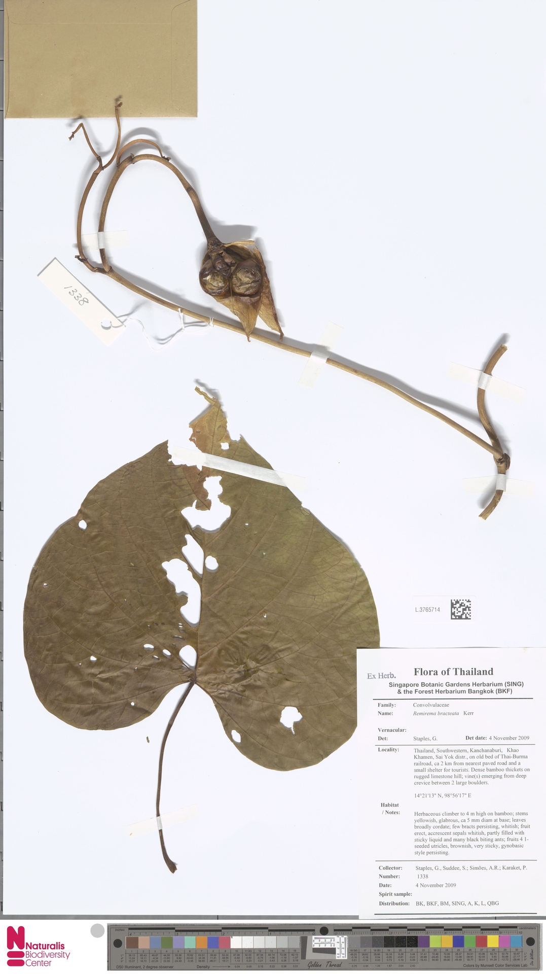Remirema bracteata