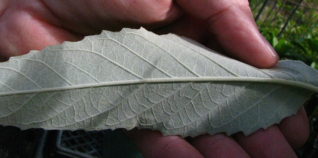 Remya kauaiensis