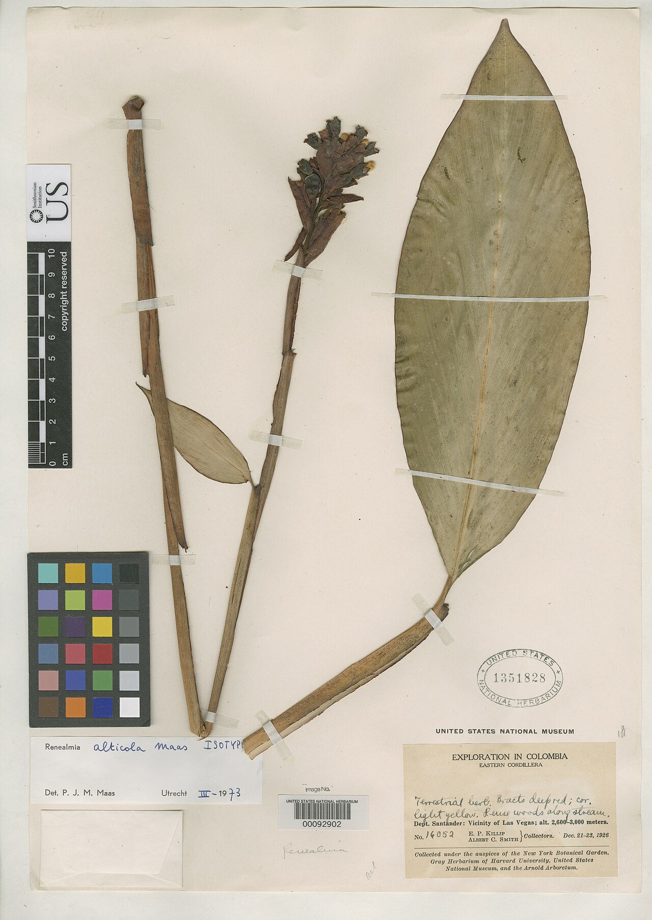 Renealmia alticola