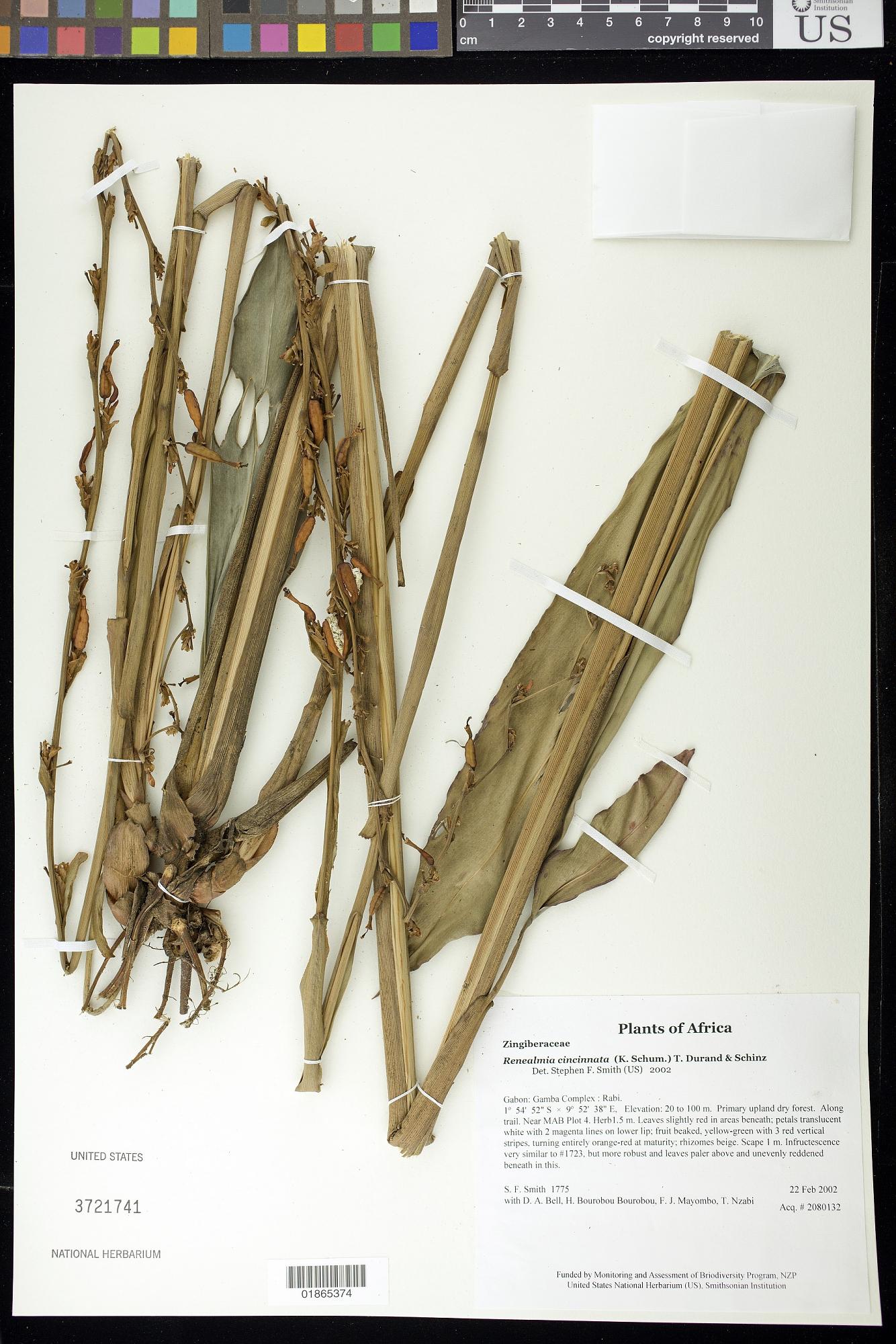 Renealmia cincinnata