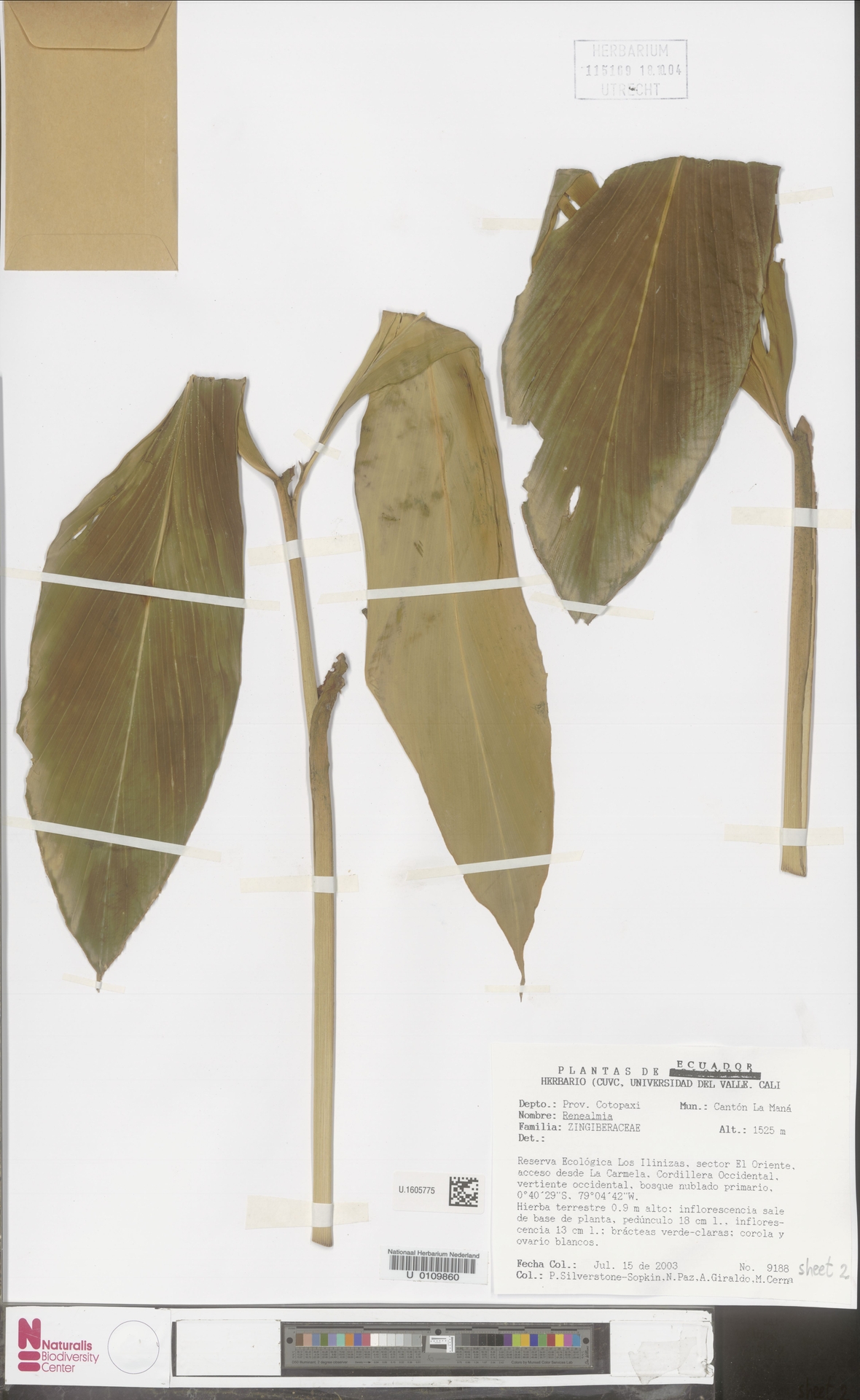 Renealmia dolichocalyx