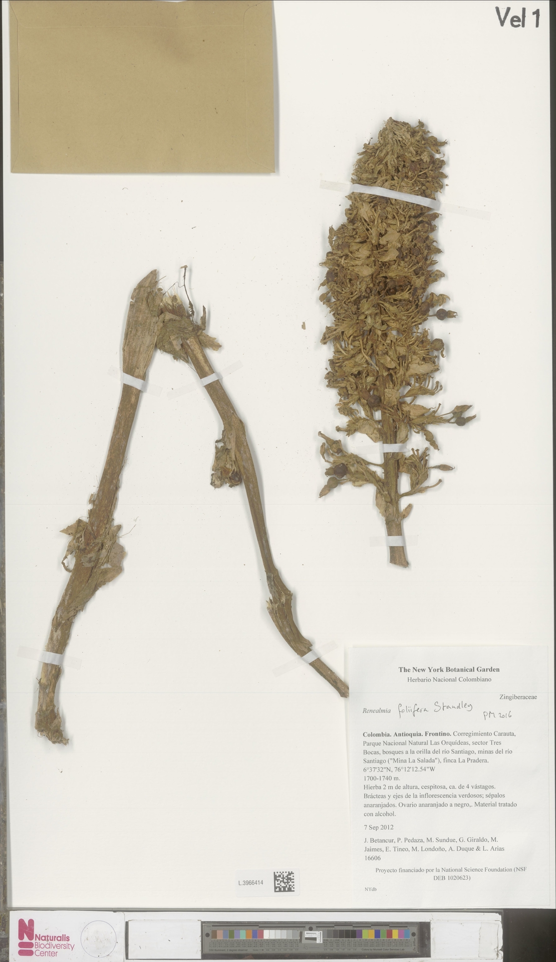 Renealmia foliifera