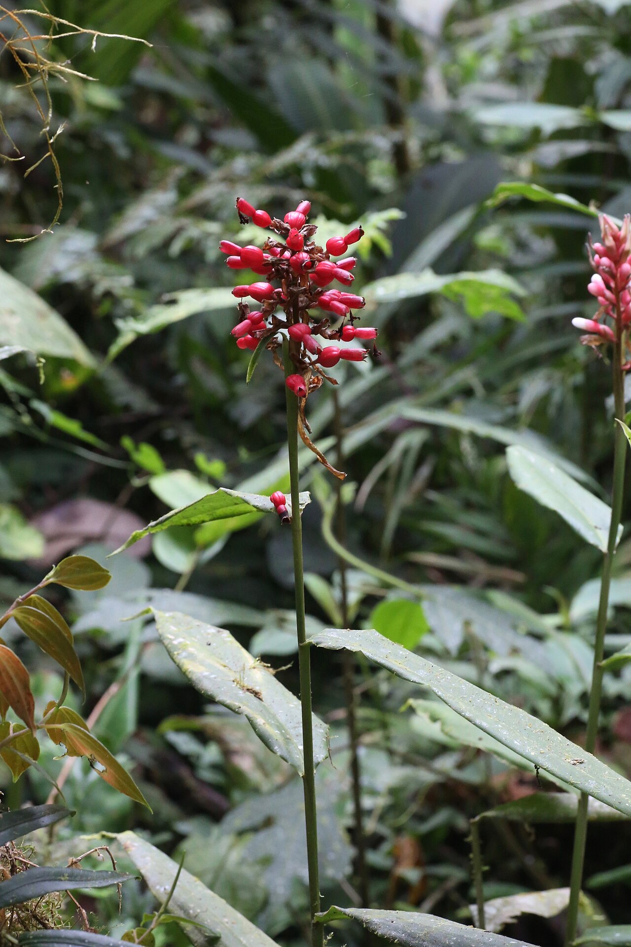 Renealmia fragilis