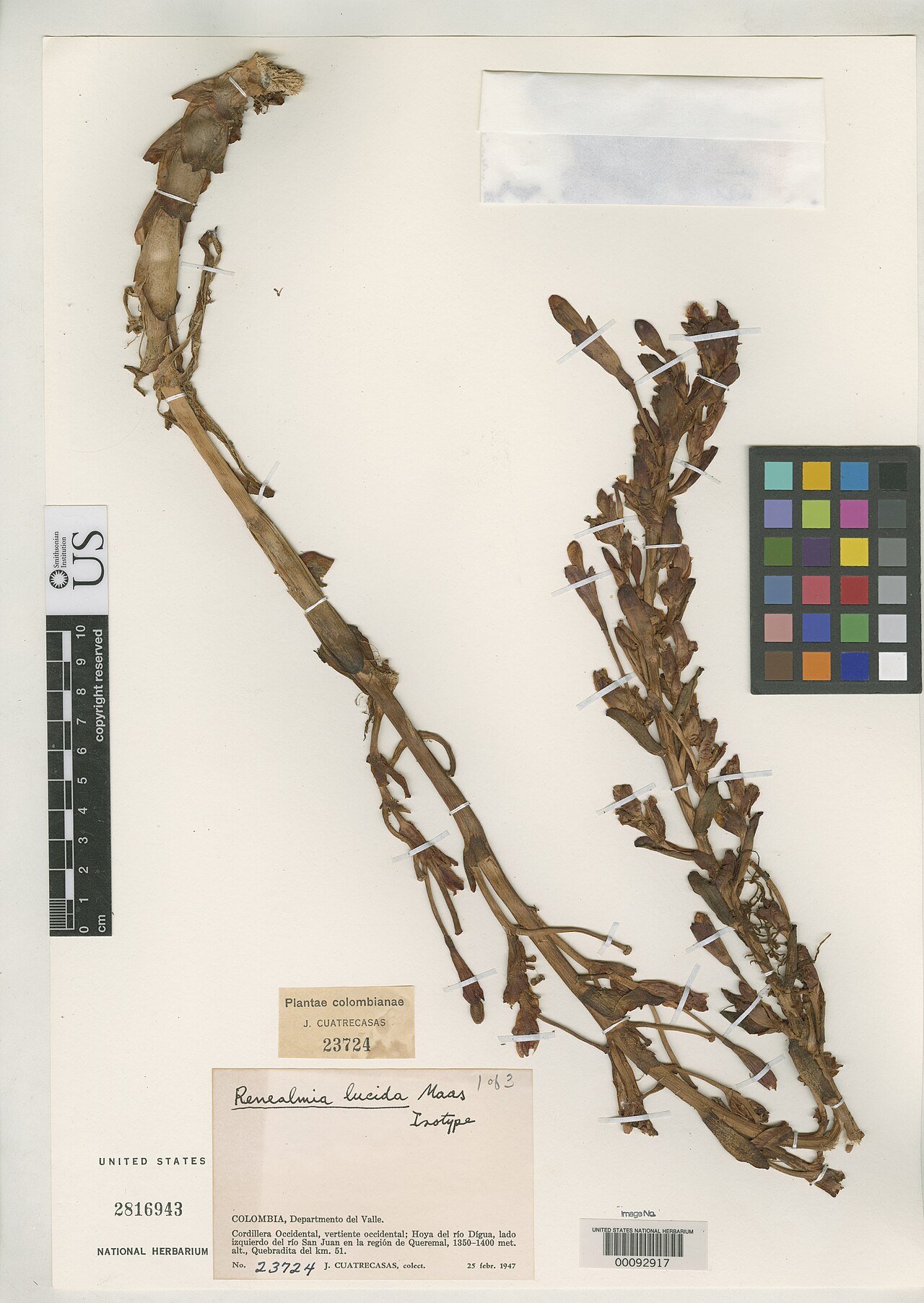 Renealmia lucida