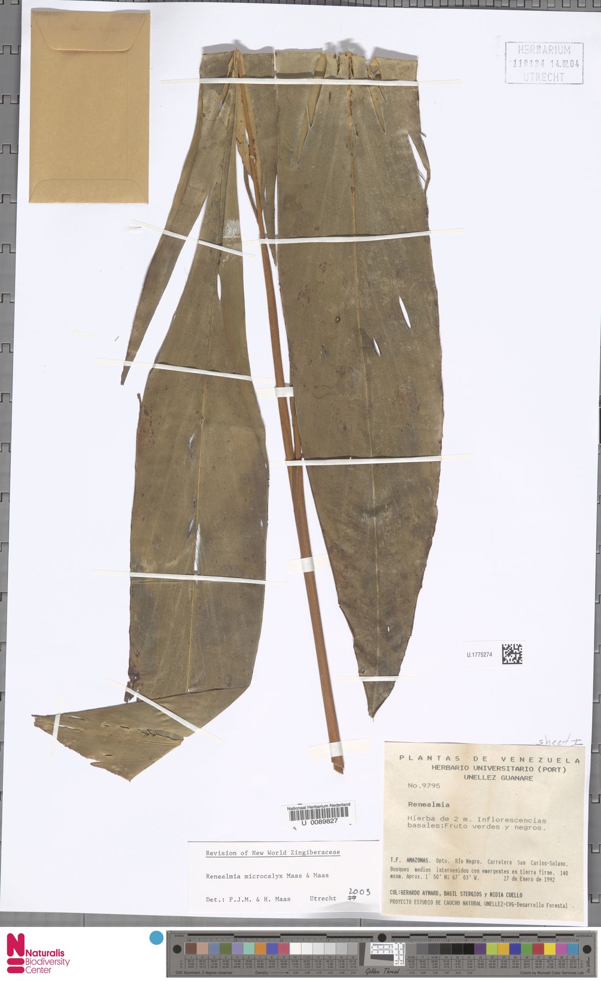 Renealmia microcalyx