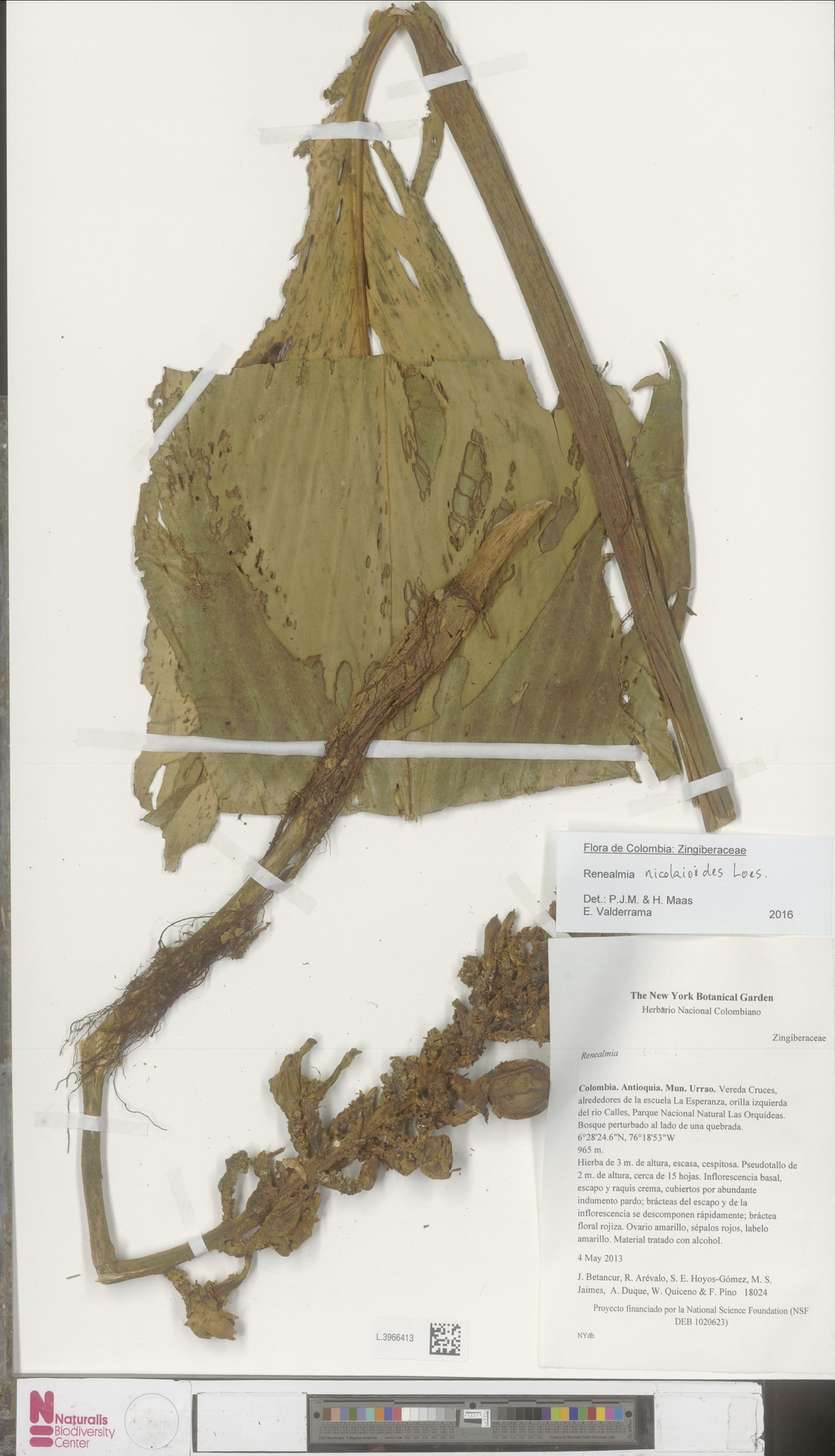 Renealmia nicolaioides