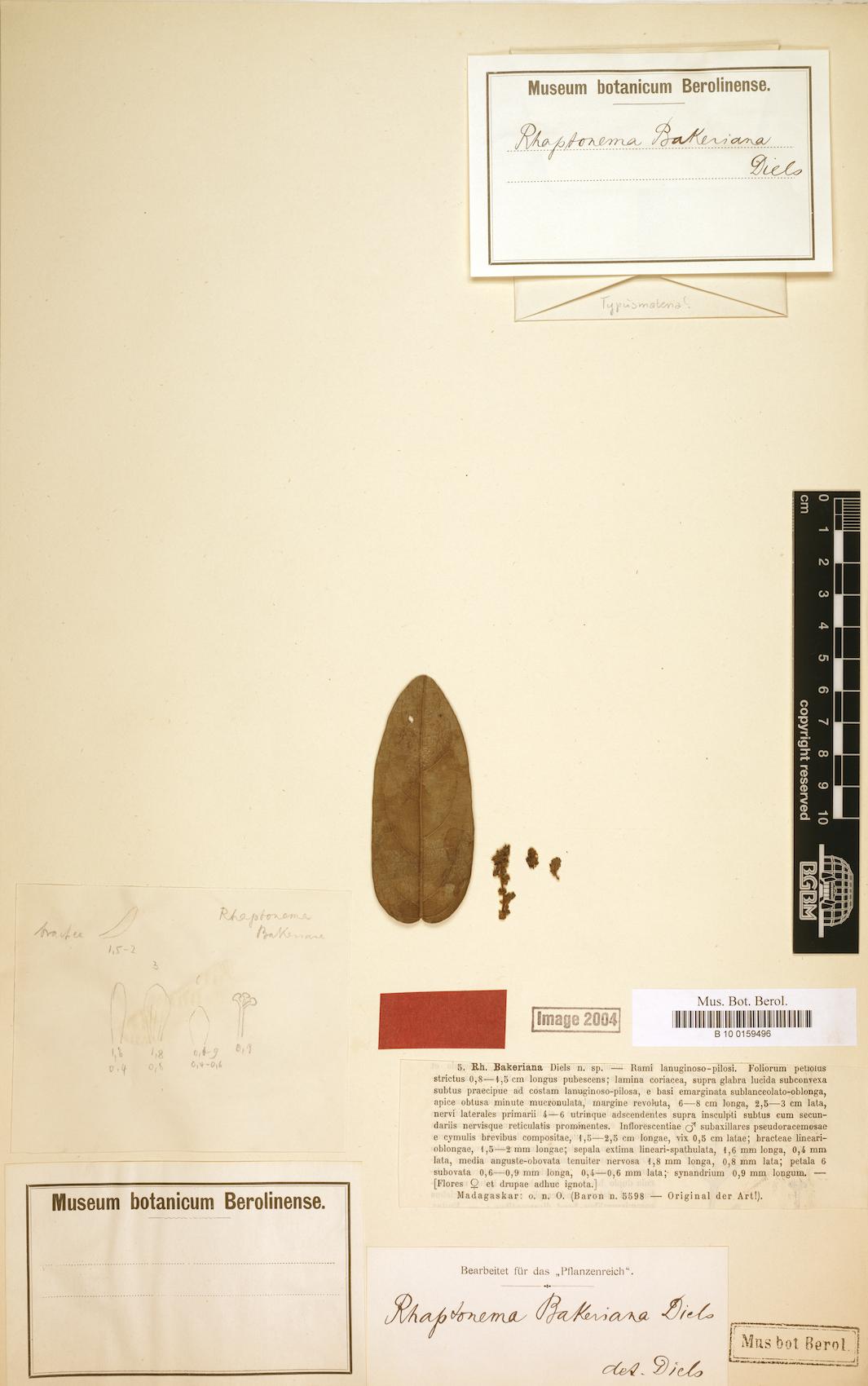 Rhaptonema bakeriana