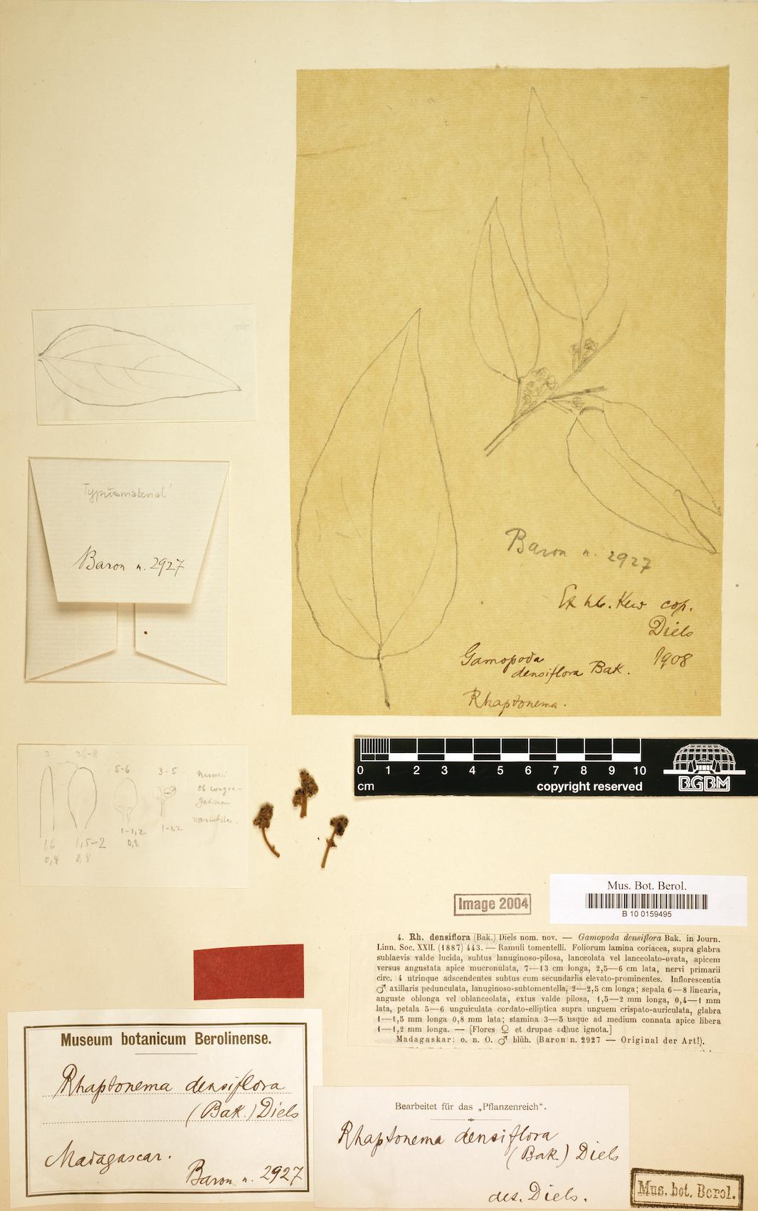 Rhaptonema densiflora
