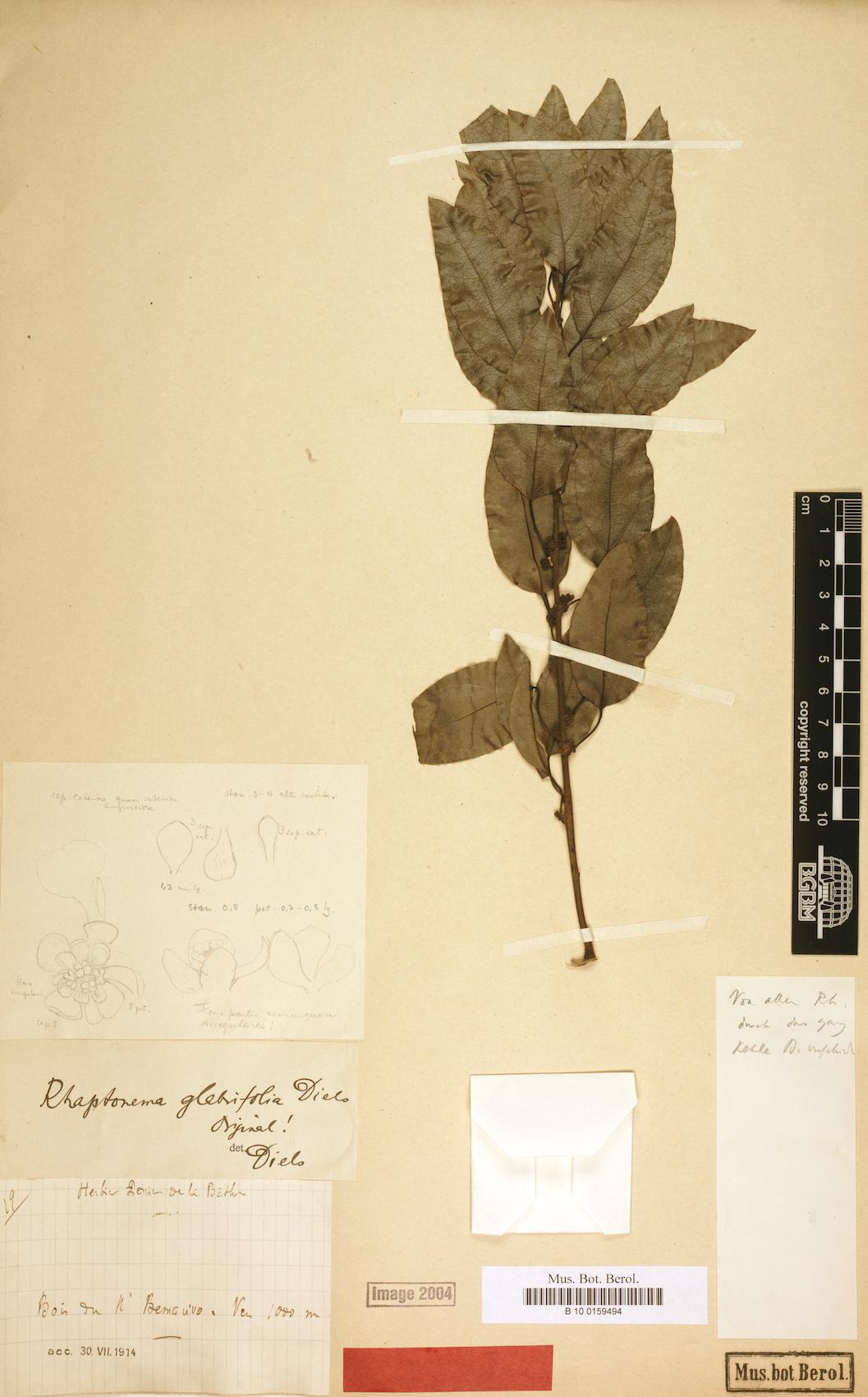 Rhaptonema glabrifolium