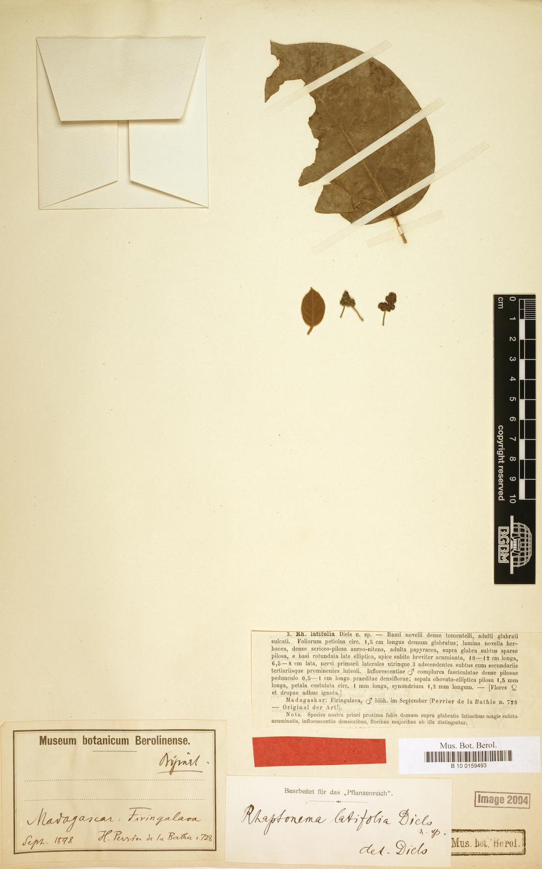 Rhaptonema latifolia