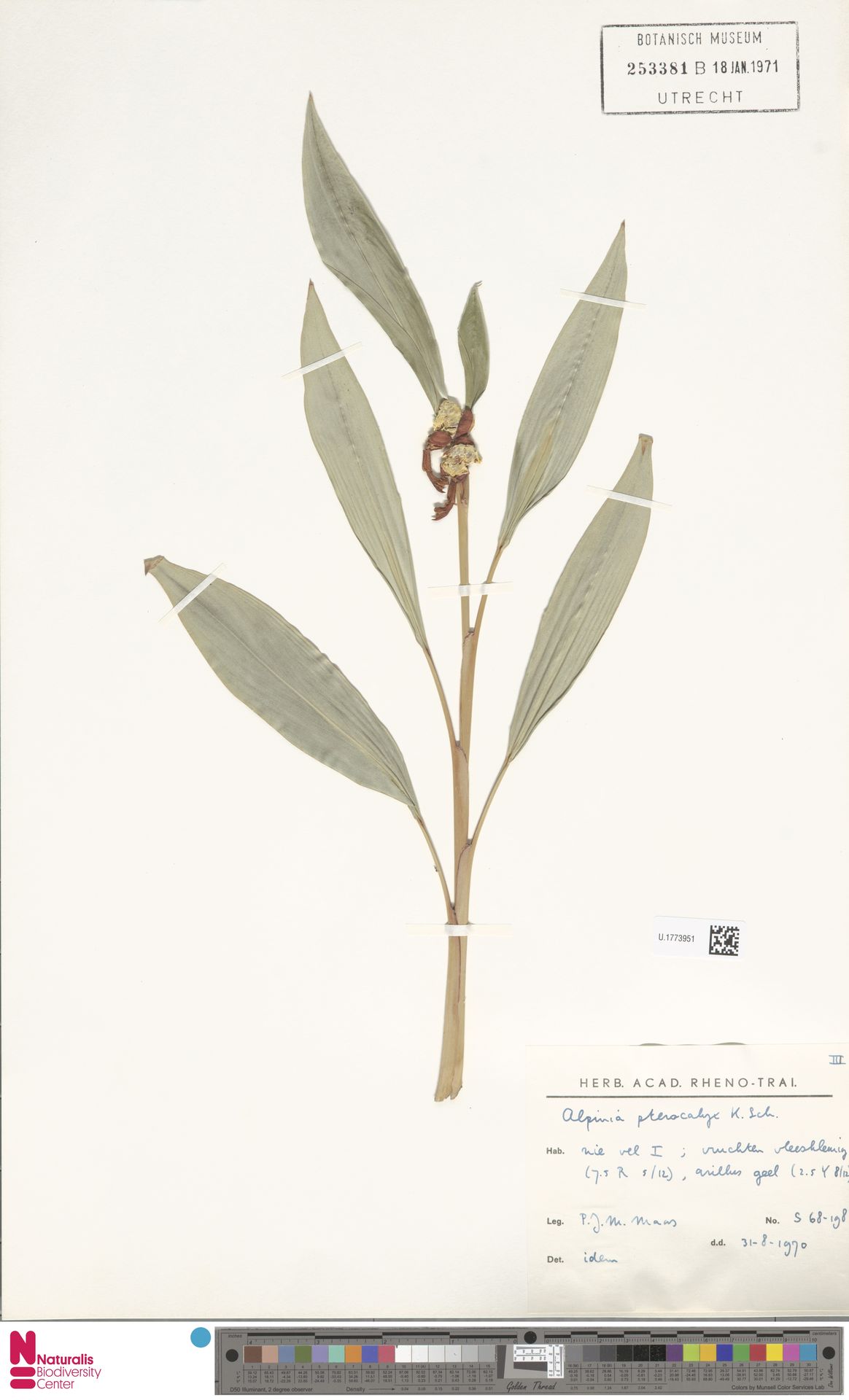 Riedelia pterocalyx