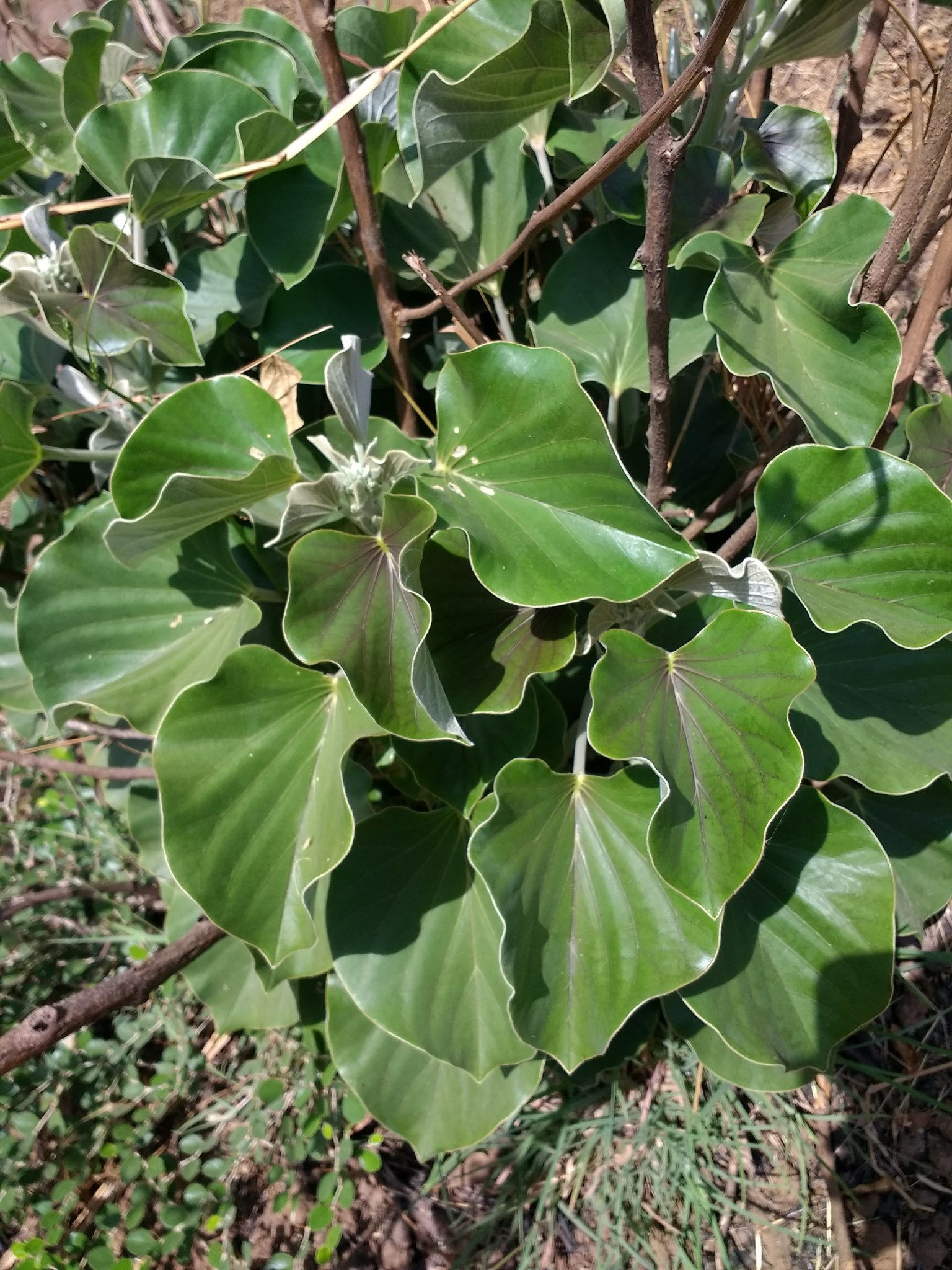 Rivea ornata