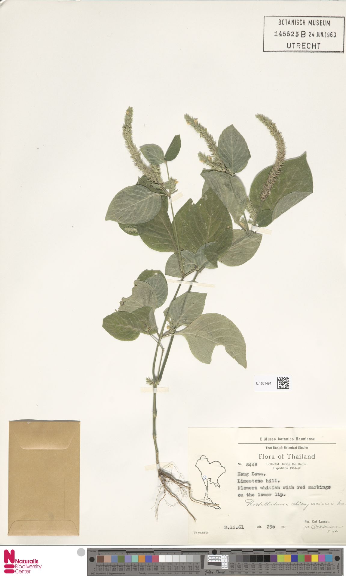 Rostellularia chiengmaiensis