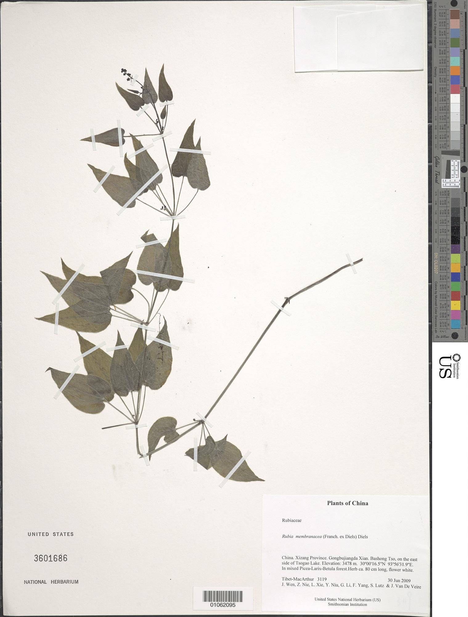 Rubia membranacea