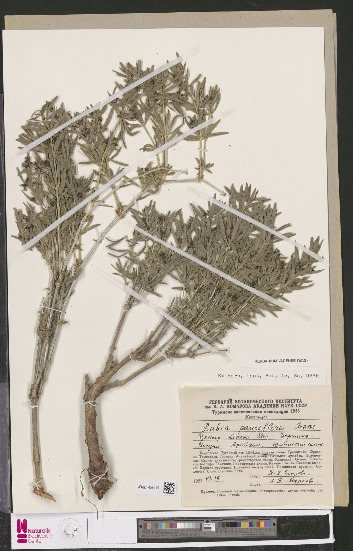 Rubia pauciflora