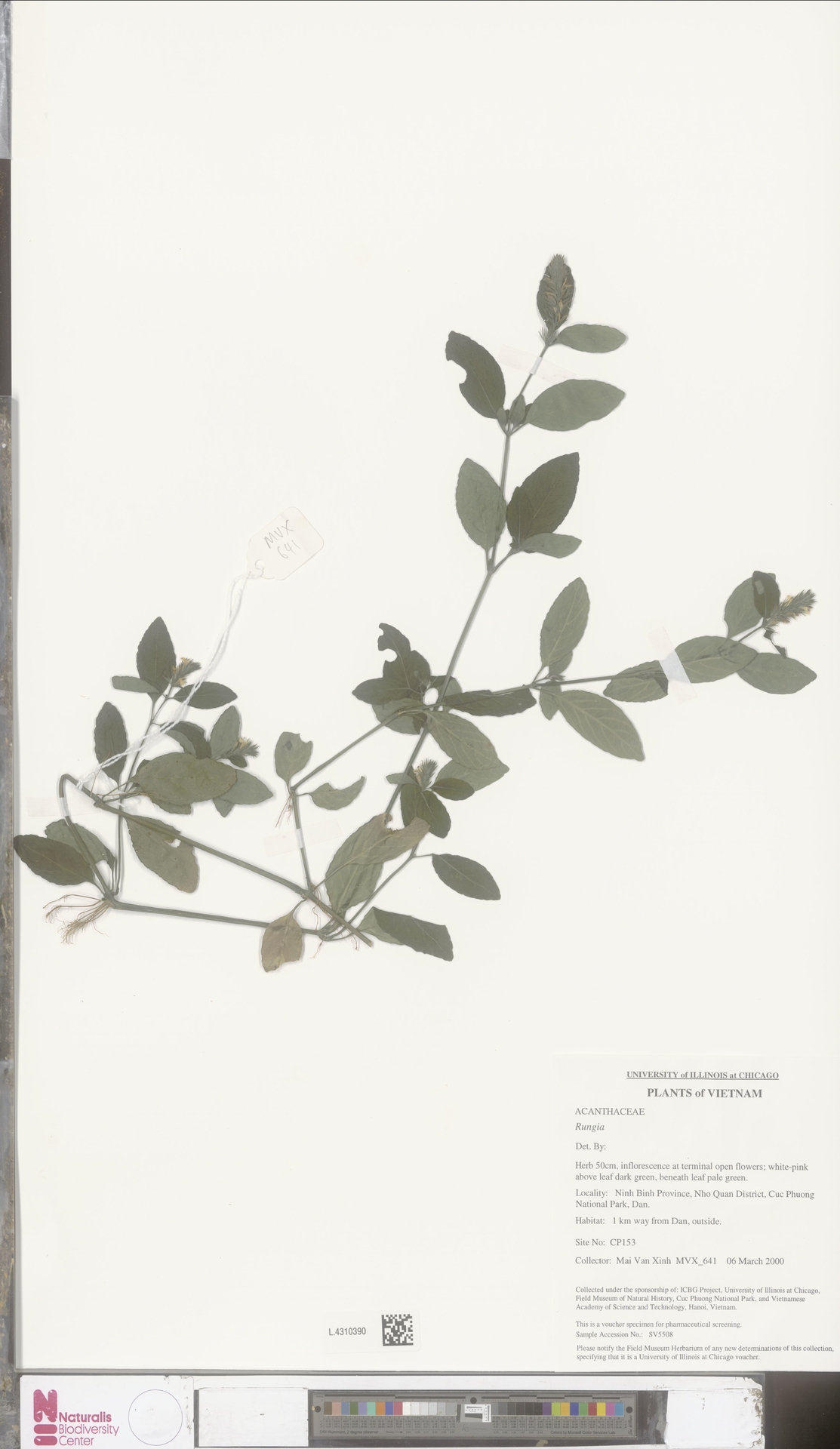 Rungia evrardii