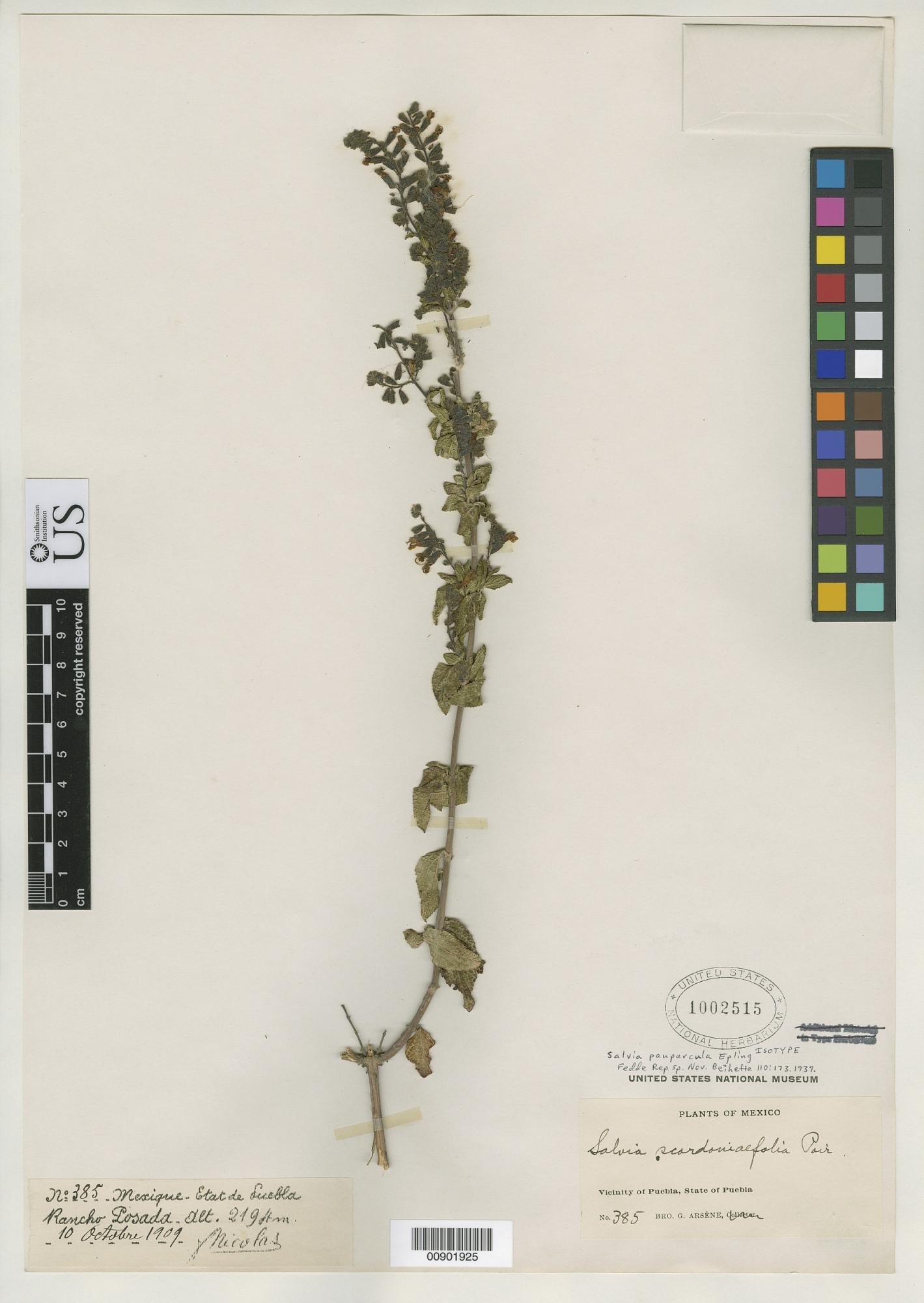 Salvia paupercula