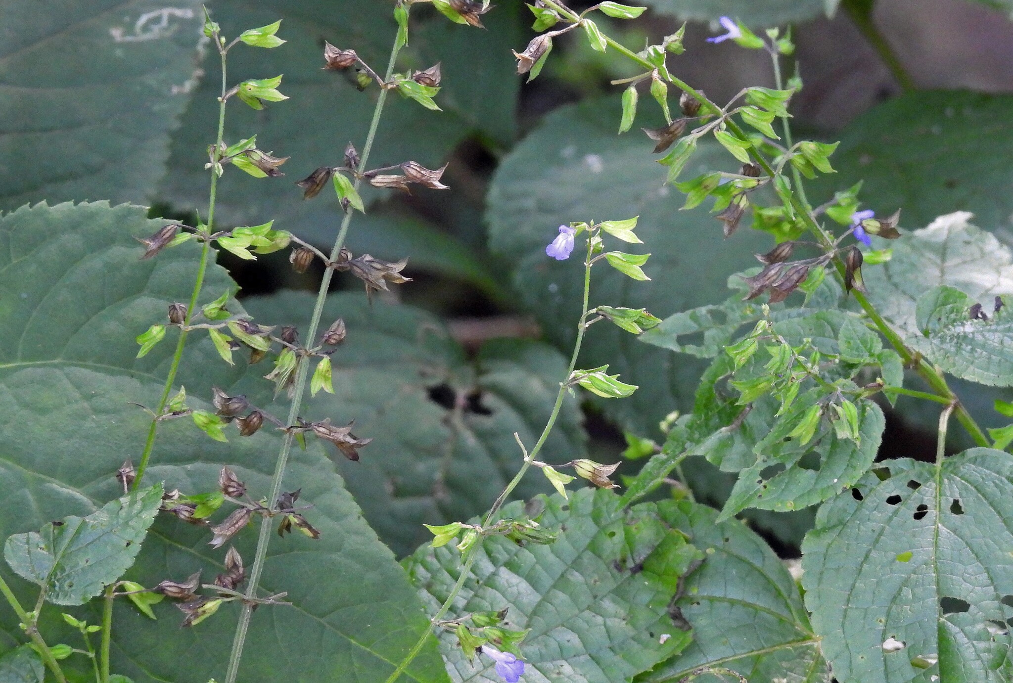 Salvia personata