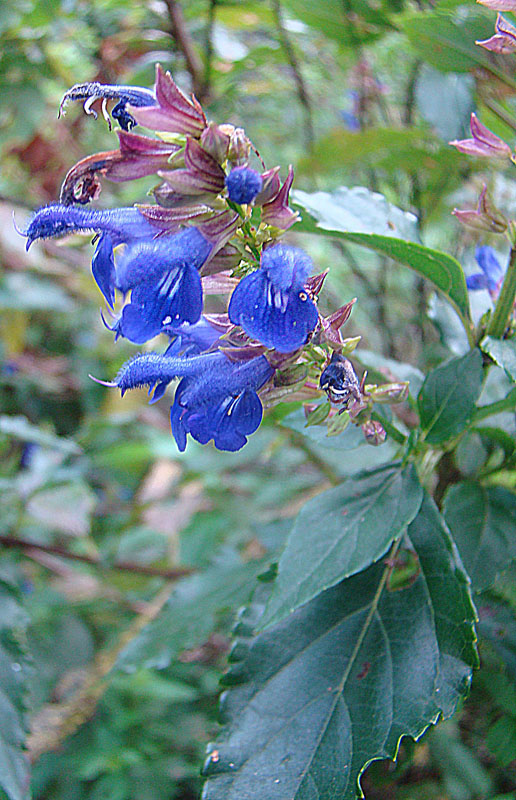Salvia pteroura