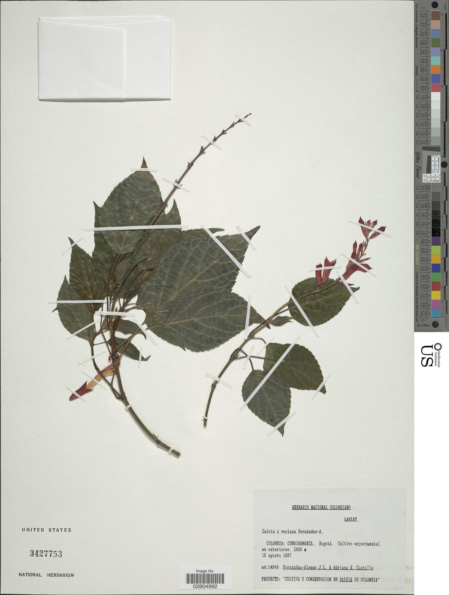 Salvia rociana