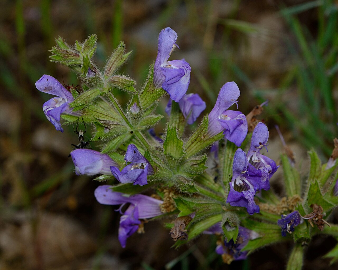 Salvia rubifolia