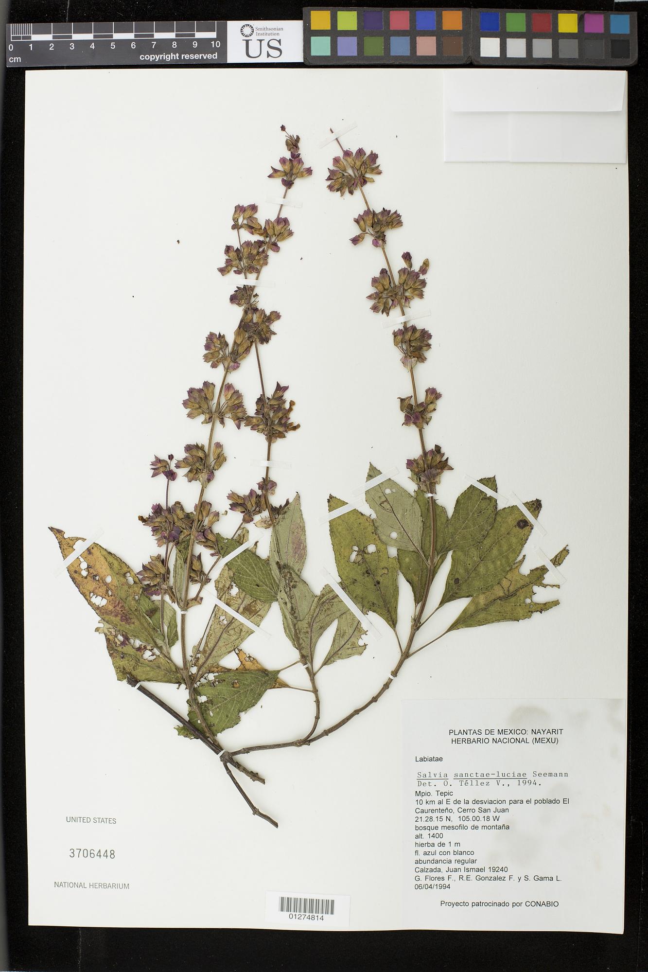 Salvia sanctae-luciae