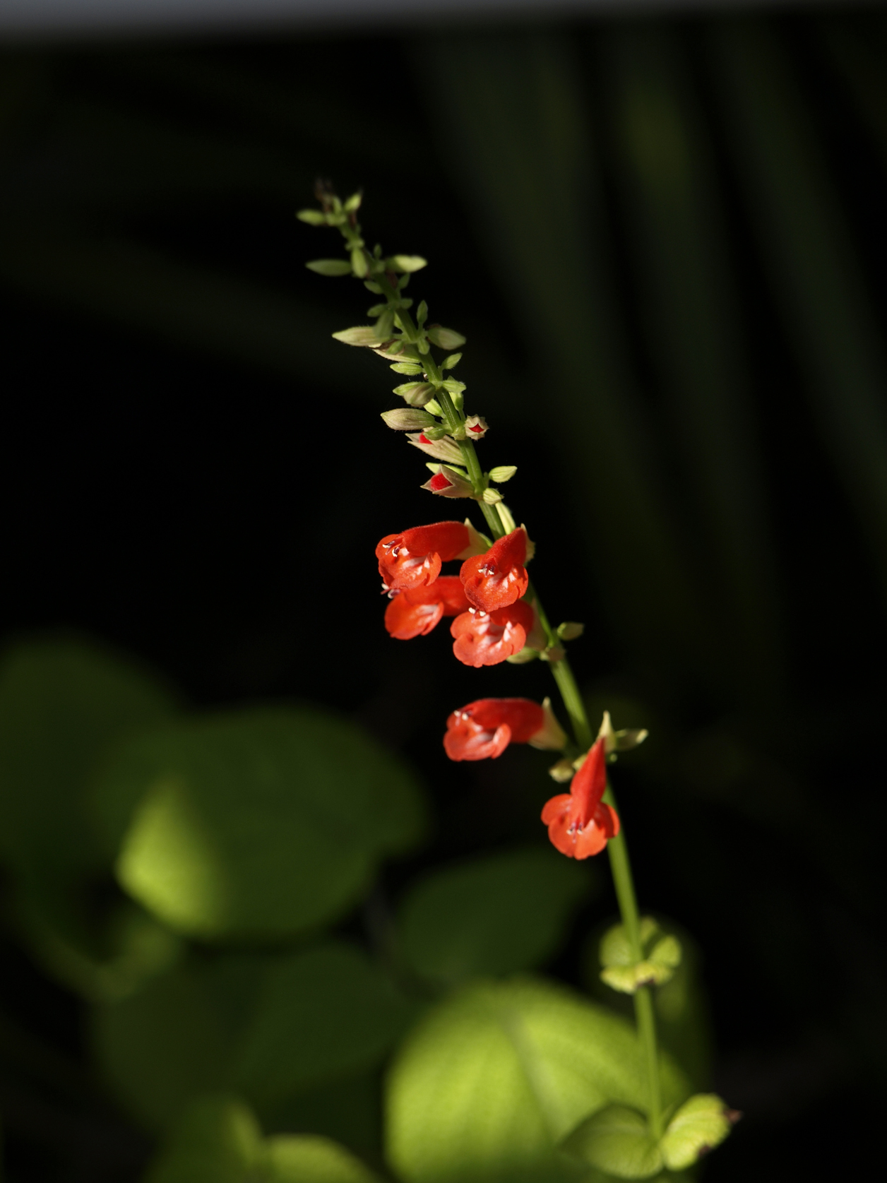 Salvia subrotunda