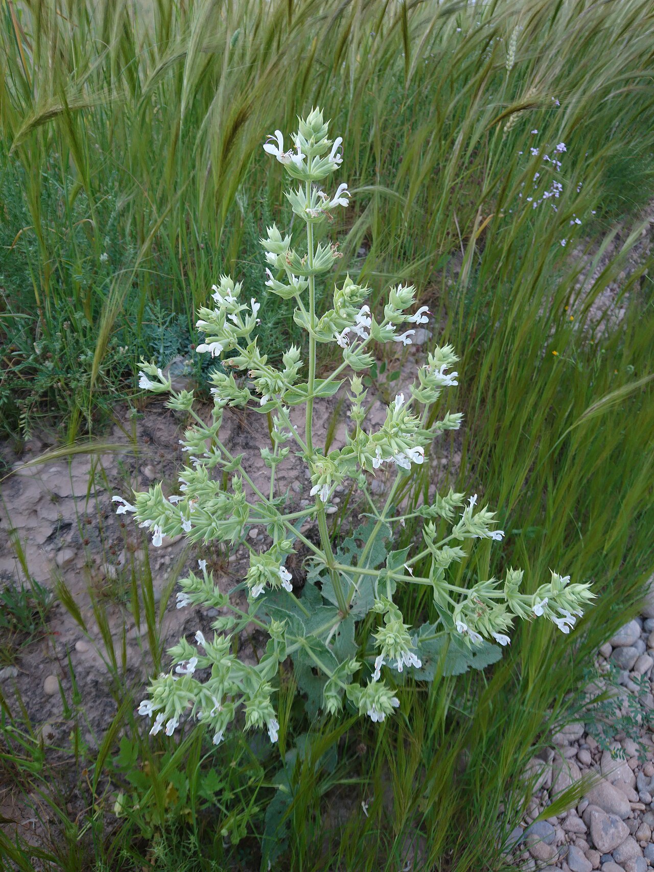 Salvia tingitana