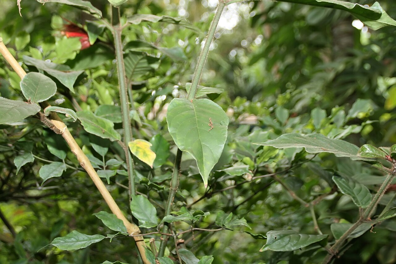 Sanchezia sanmartinensis