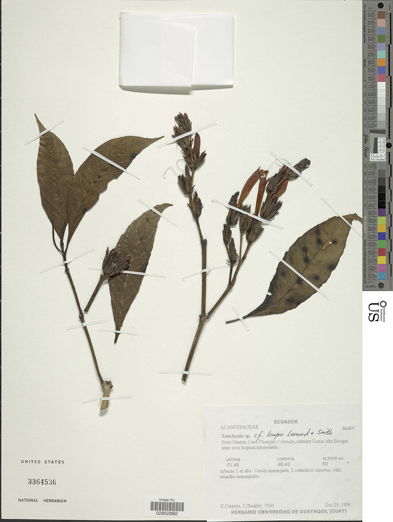 Sanchezia scandens