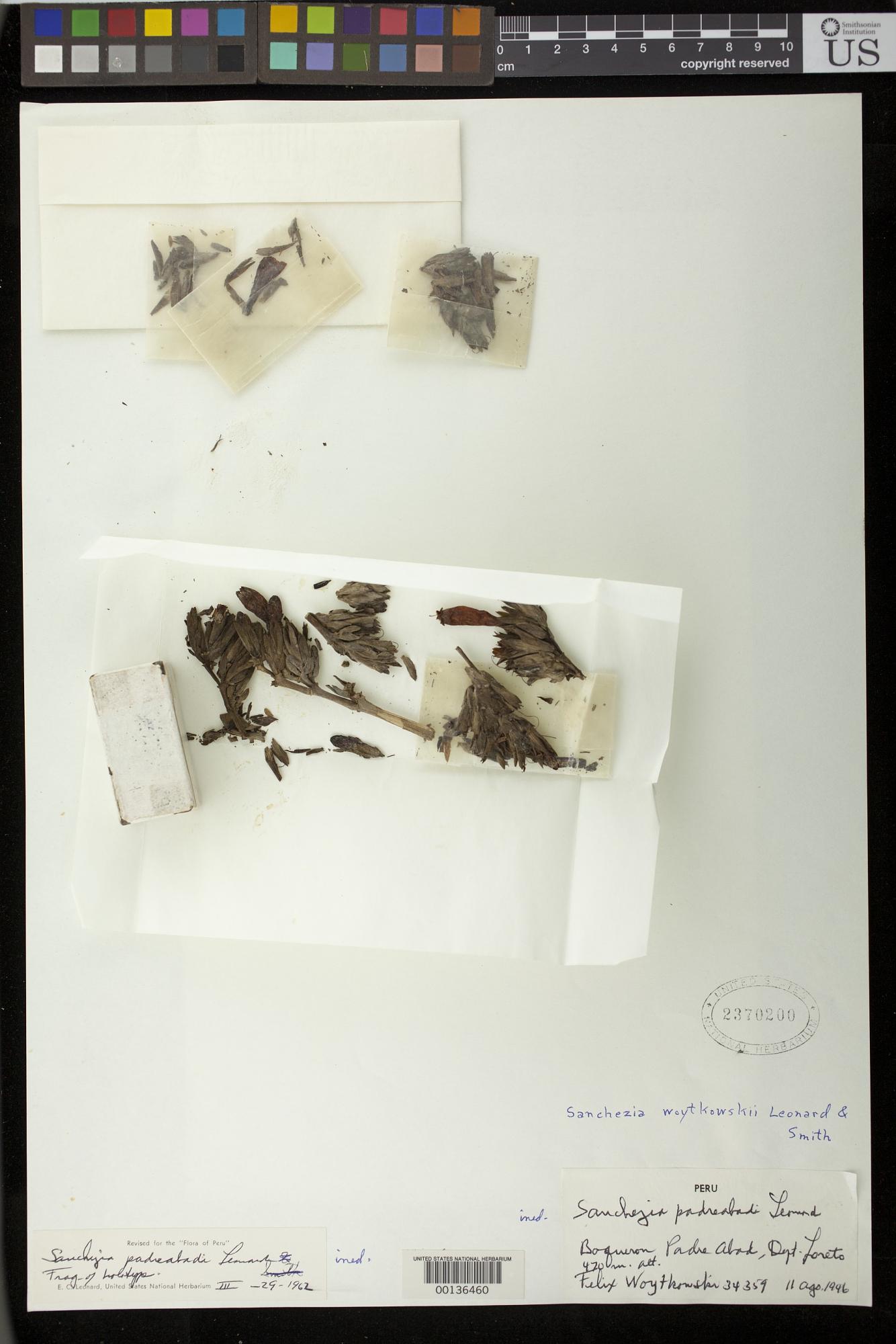 Sanchezia woytkowskii