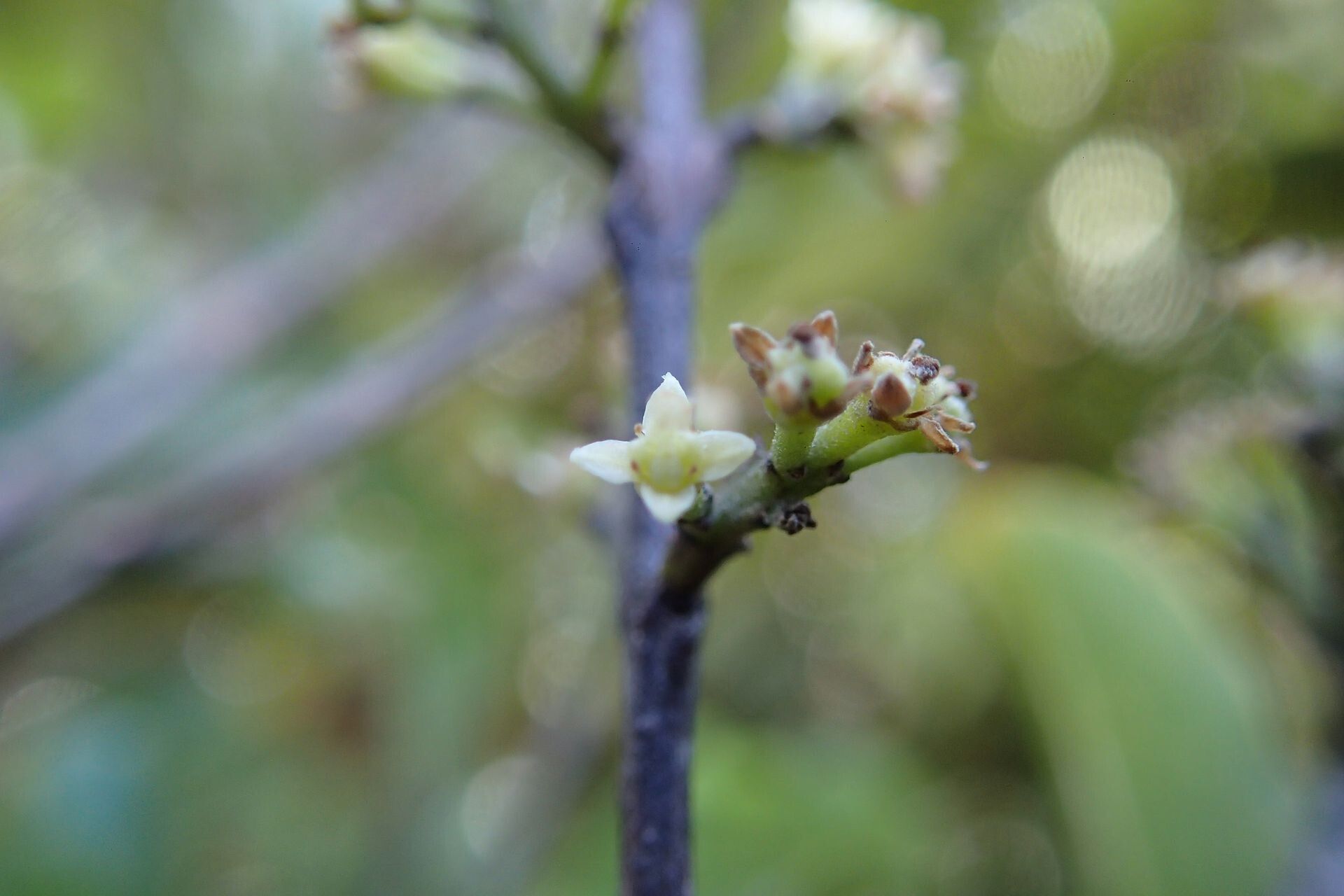 Sarcomelicope follicularis