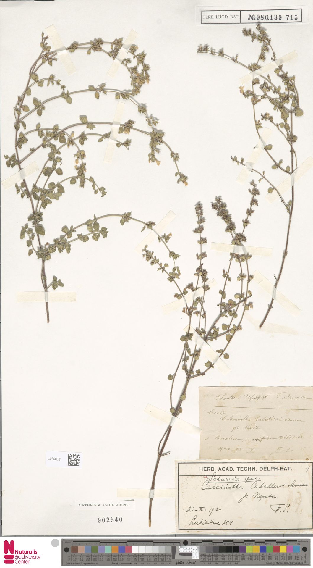 Satureja caballeroi