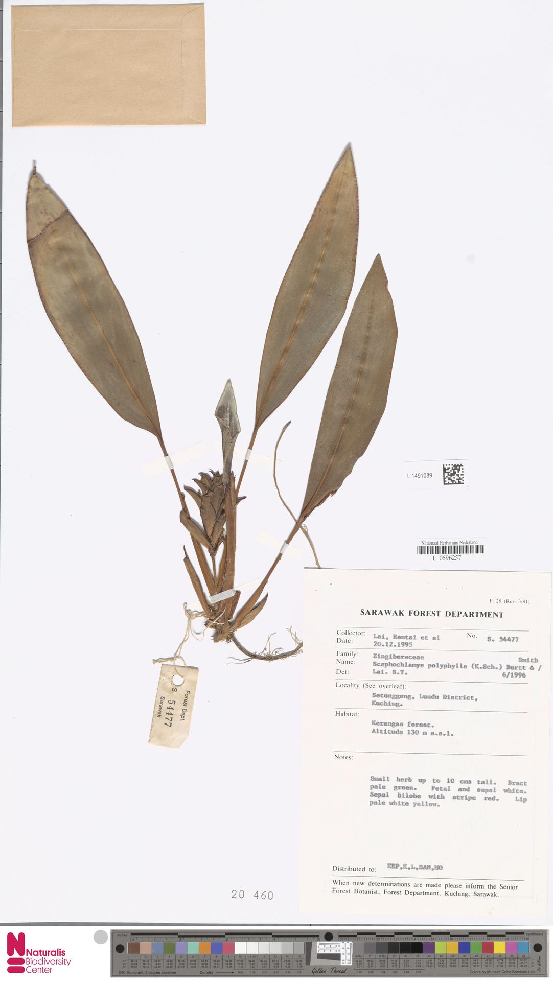 Scaphochlamys polyphylla
