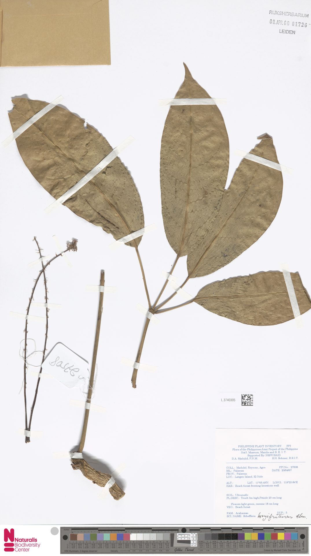 Schefflera longifructescens