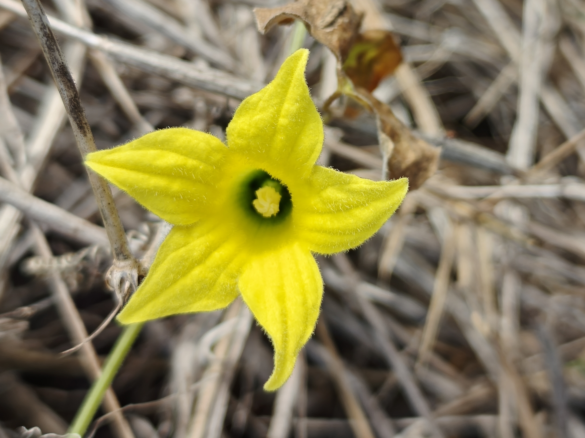 Schizocarpum parviflorum