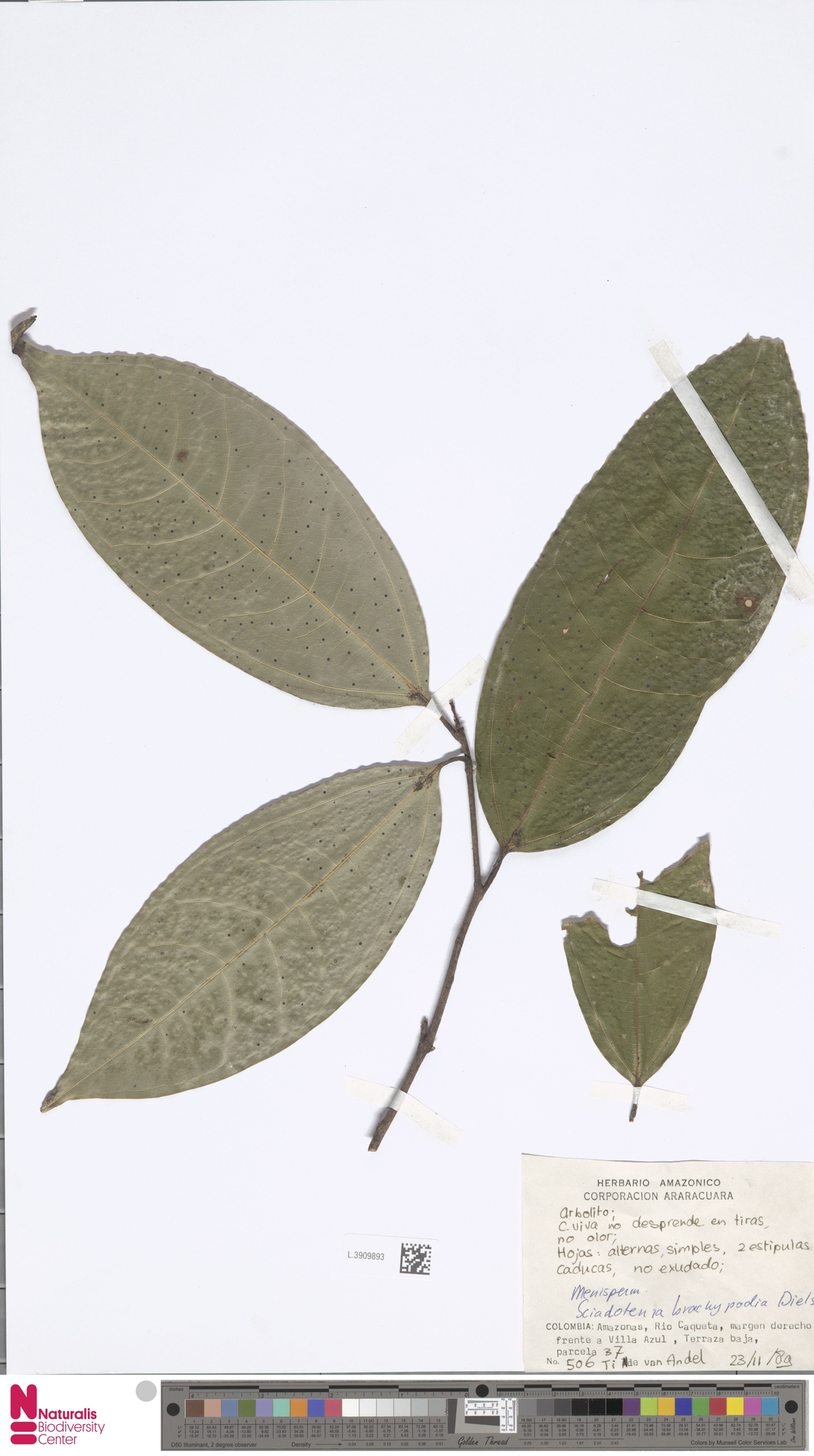 Sciadotenia brachypoda